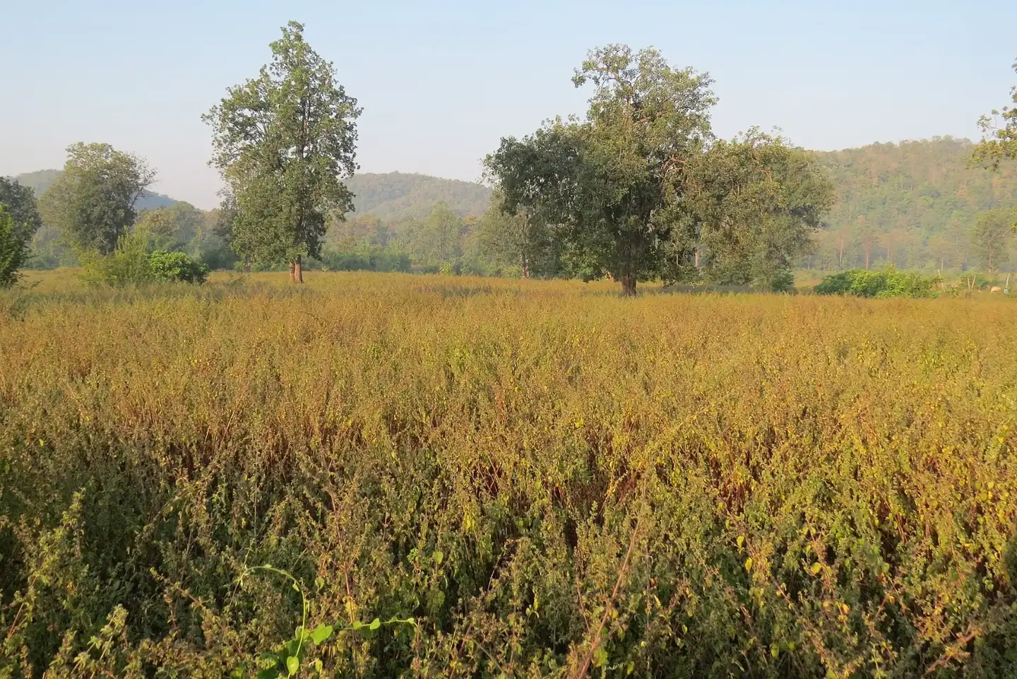 Abundance of exotic Hyptis suaveolens in Kawal TR, AJT Johnsingh