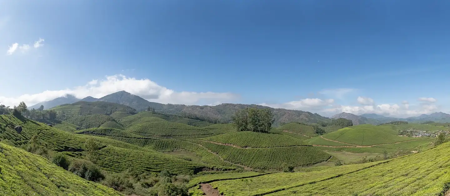 Munnar Tea Plantations
