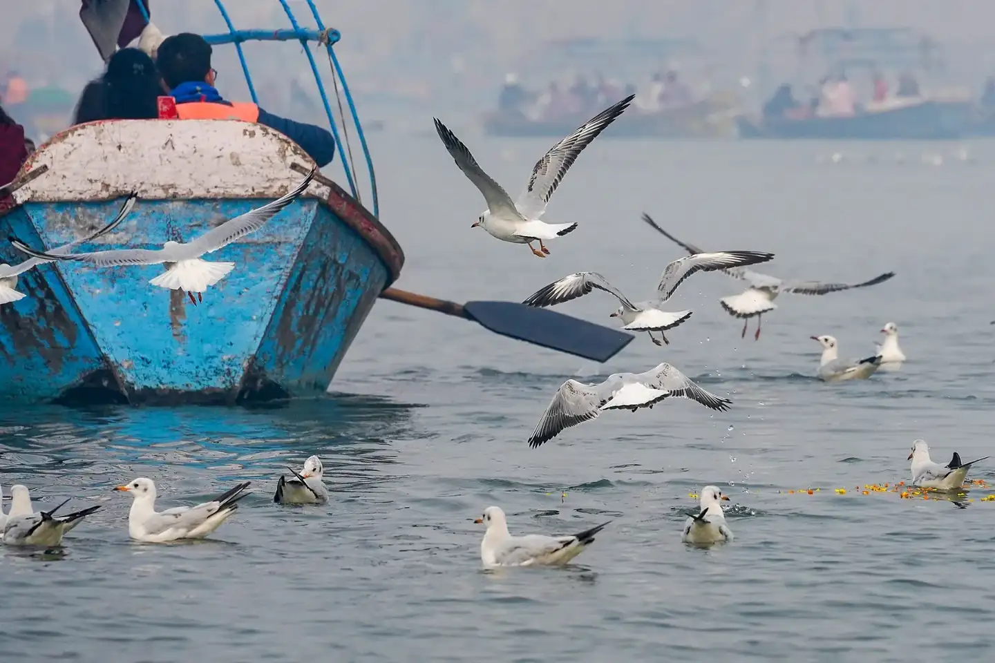 Boat Gulls Triveni Sangam Allahabad