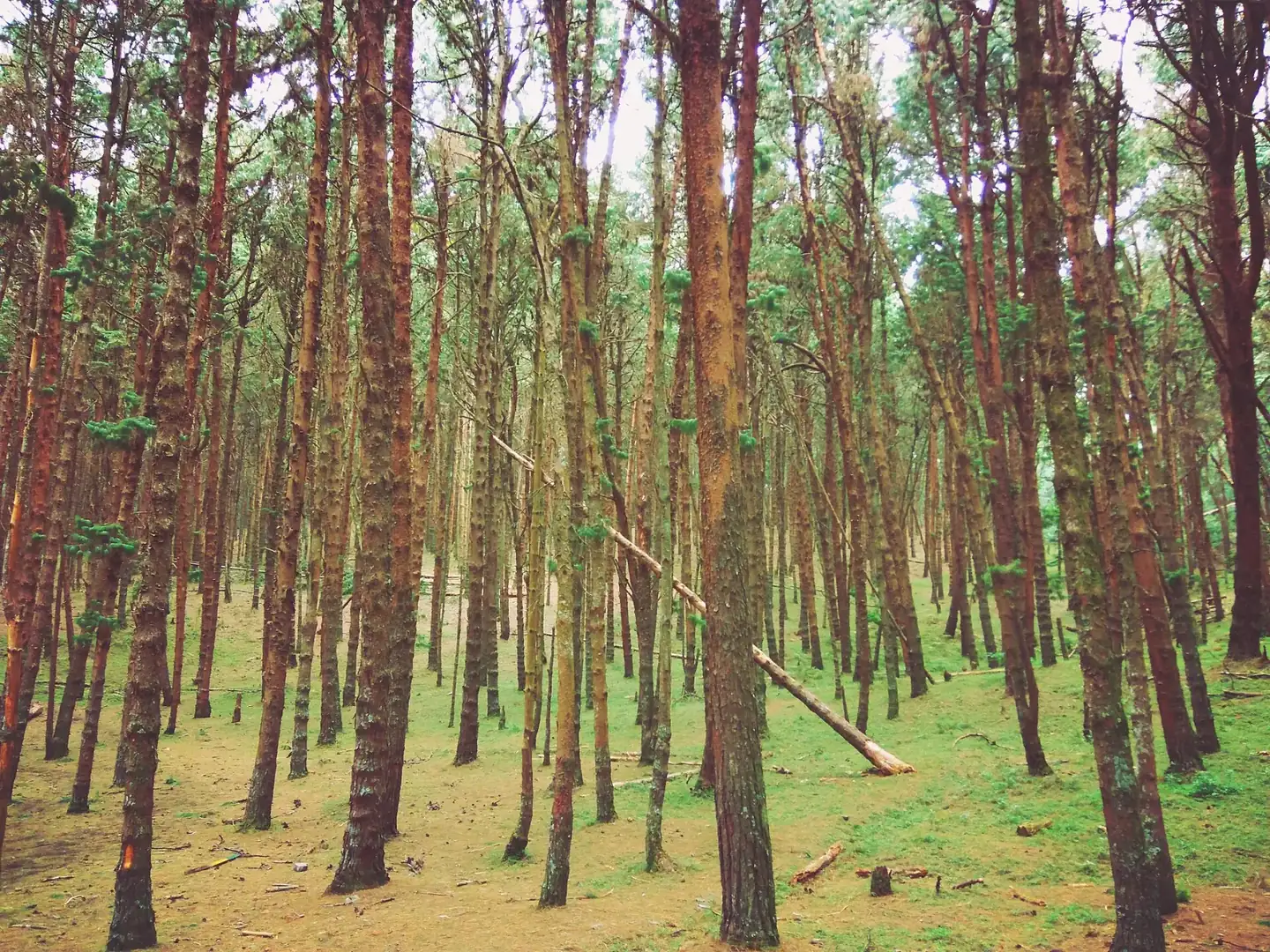 Pine forest, Kodaikanal, Tamil Nadu