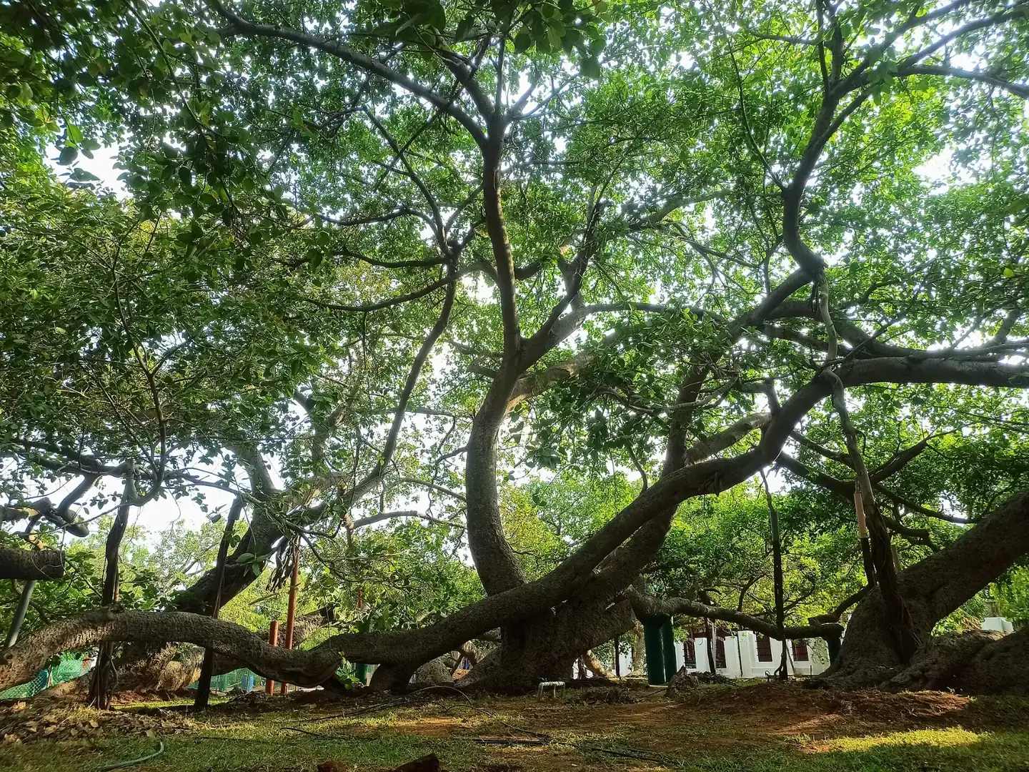 Pillalamarri Banyan Tree Mahabubnagar Telangana India