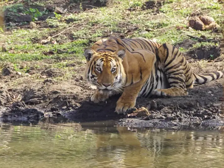 Tiger Drinking Pond Mudumalai