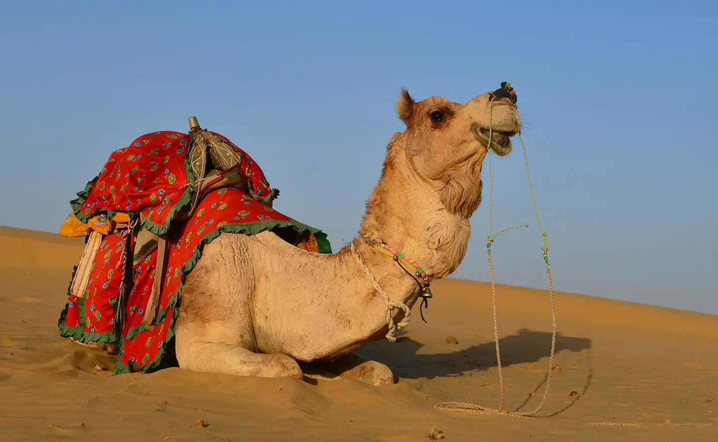 Dromedary in Thar desert
