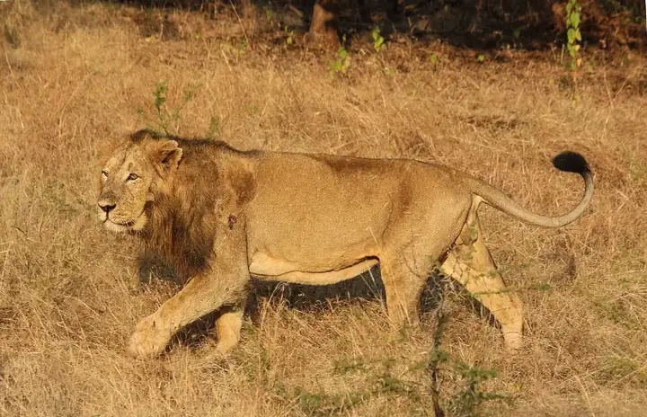 Asiatic lion
