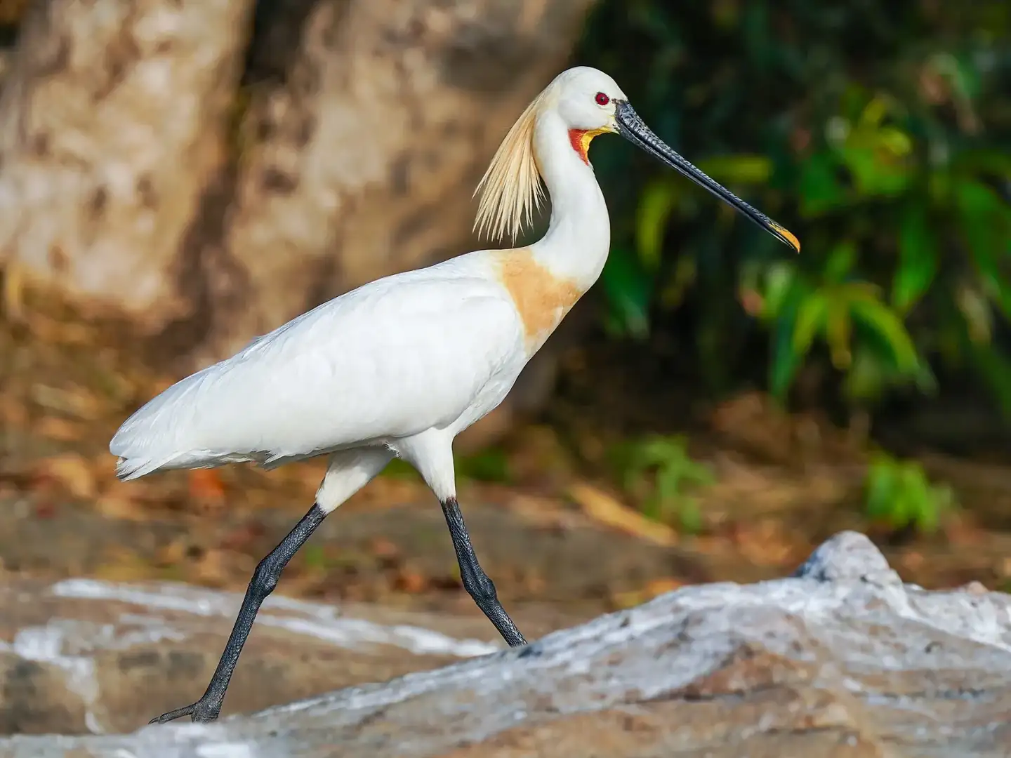 Eurasian Spoonbill Walking Ranganathittu Karnataka