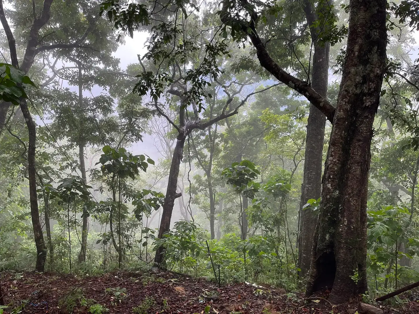 Dense forest of the Periyar tiger reserve around the Sabarimala temple